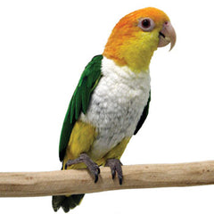 caique parrot perched