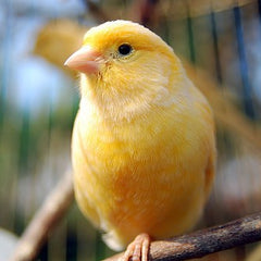 domestic canary perched on a tree branch