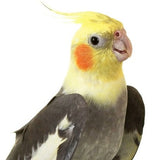 cockatiel with white background