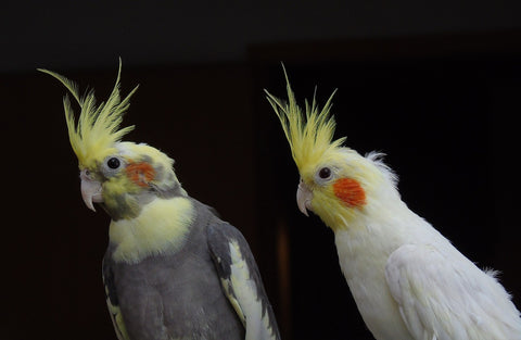 two cockatiels perched together