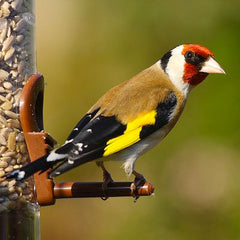 finch perched on a feeder
