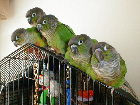 green cheeked conures family