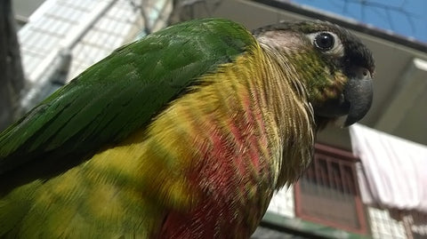 green cheeked conure looking down at camera