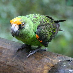 jardin red-headed parrot perched on a log