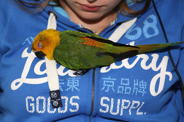 jendaya parakeet sleeping on top of woman's jacket