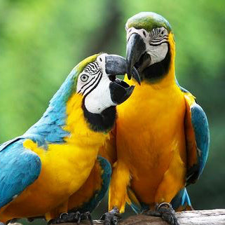 two macaws playing with their beaks