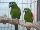 hahn's macaws in cage