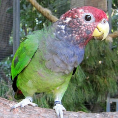 poinus parrot in a tree