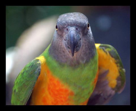 Senegal parrot