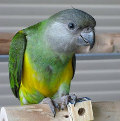Senegal parrot playing with a wooden block