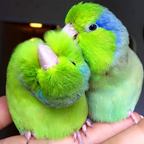 two pacific parrotlets playing
