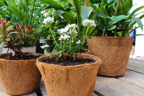 organic growing, coconut pith, coconut fibers, coconut bliss