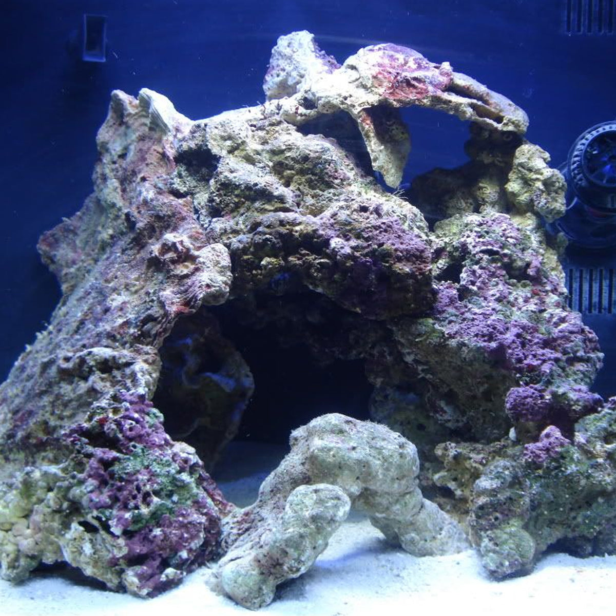 live rock for marine aquarium