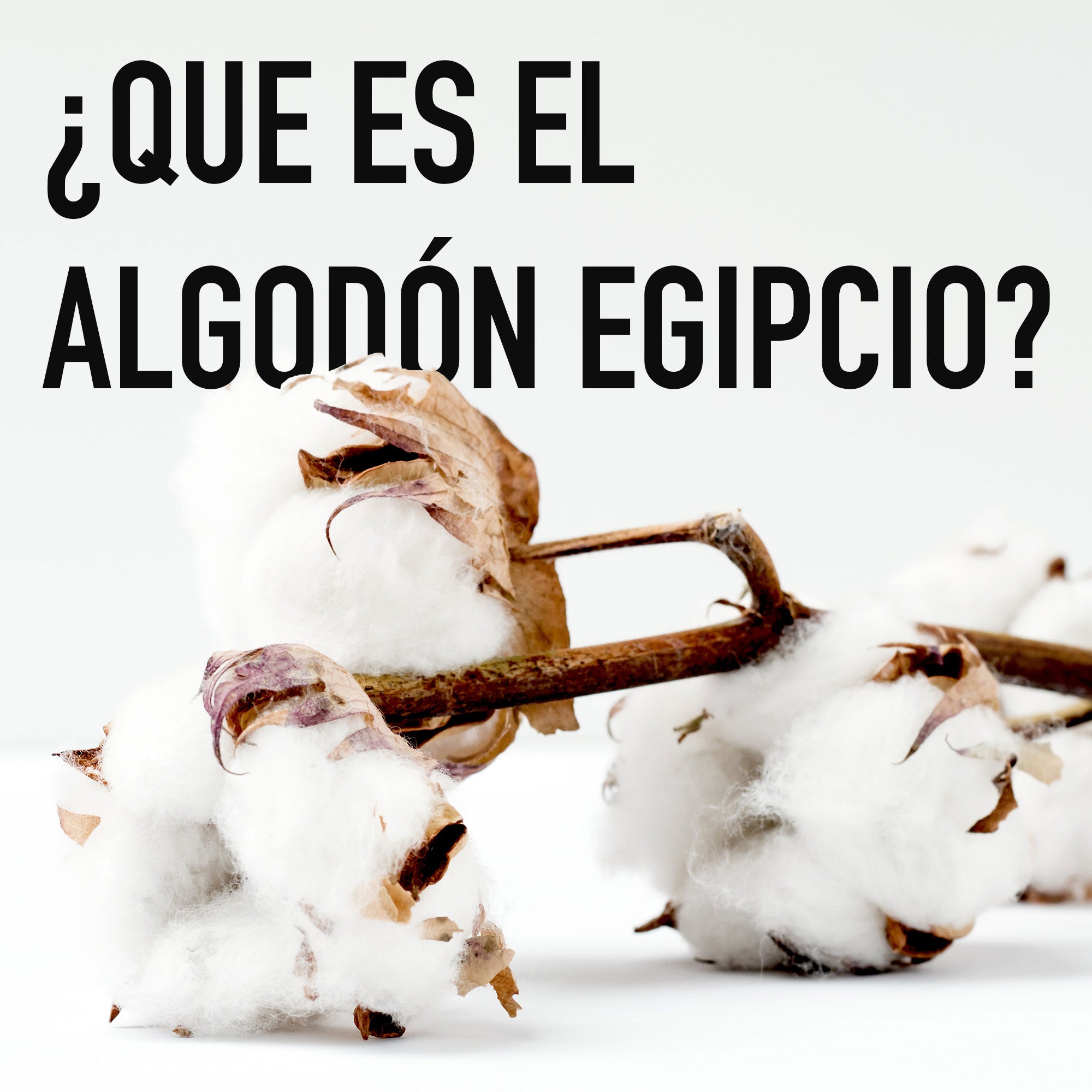 ¿Qué es el algodón egipcio?