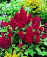 Celosia Forest Fire Heirloom