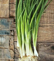Shallots Straight Leaf