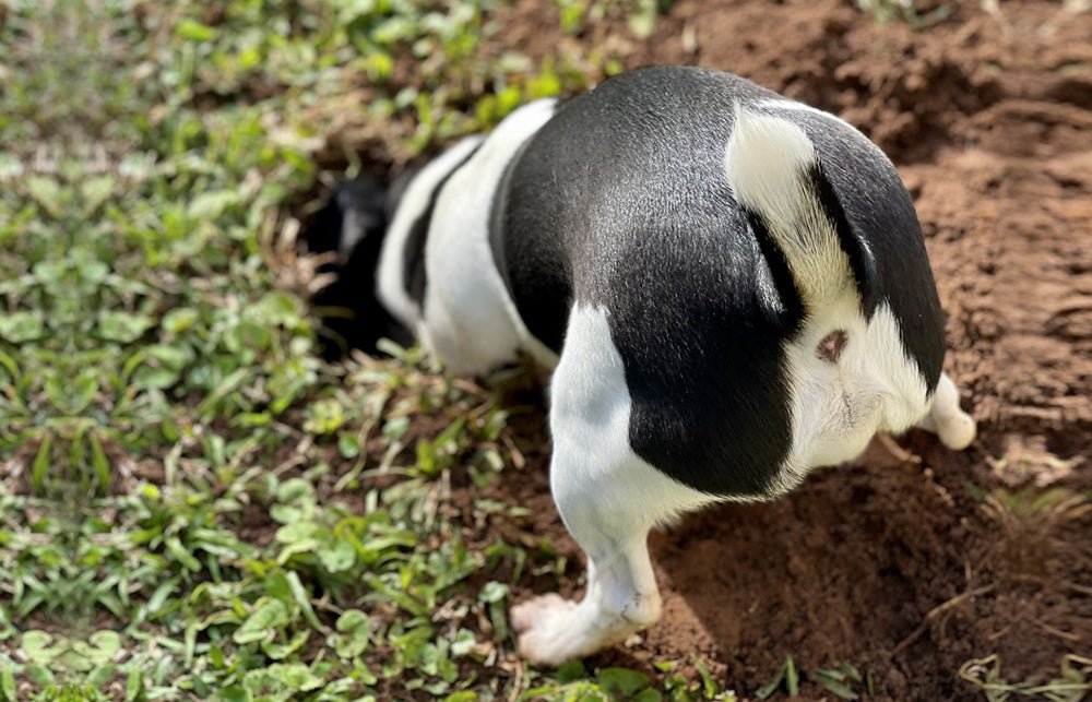 how do you fix dug holes in a dog