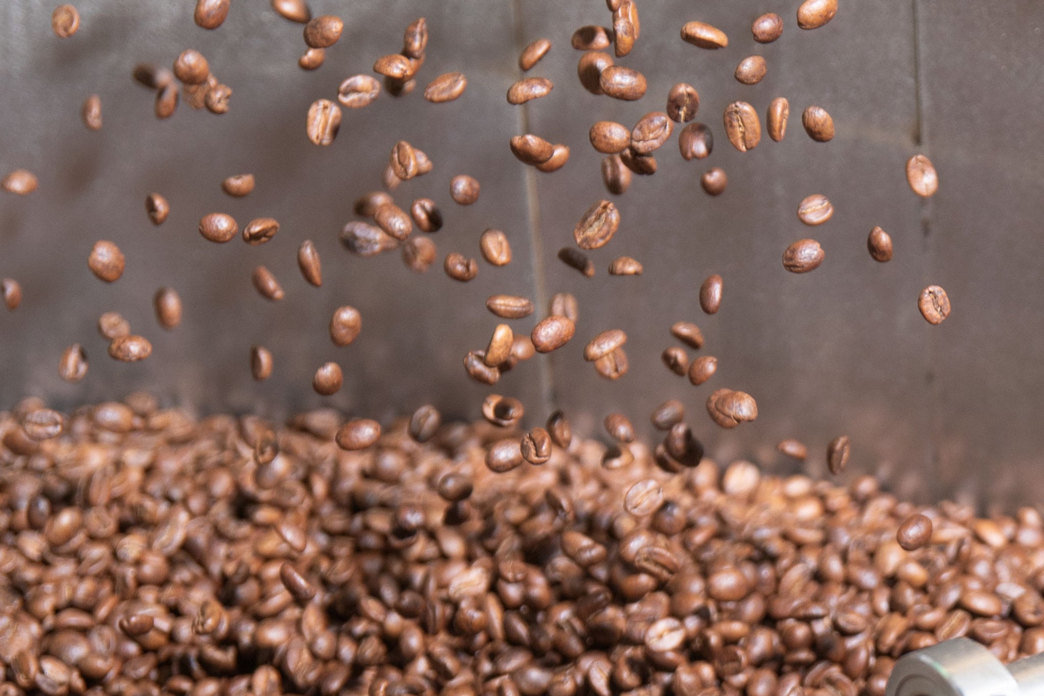 coffee beans in a roaster cooling tray