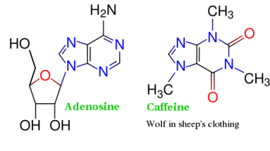 adenosine