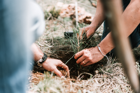 Journée de plantation d'arbres