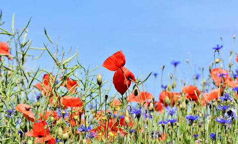 Flowers