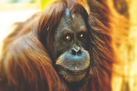 Les animaux de la forêt tropicale