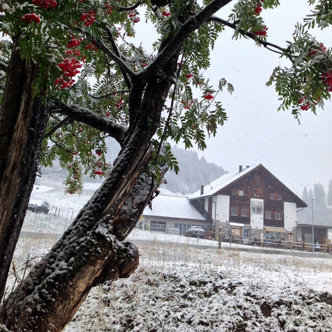 First snow of the season in Alp Maran, Arosa, Graubuenden, Switzerland