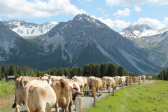 Cows in Arosa on their way to the Alp Maran where raclette cheese is being made