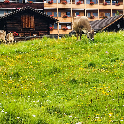 Cows on Alp Maran