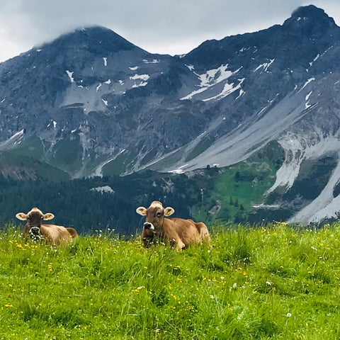Cows on Alp Maran