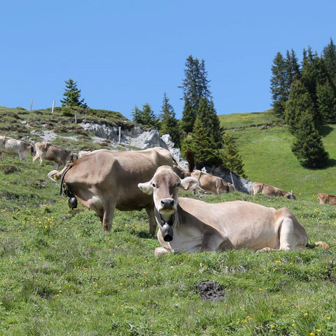 Happy cows grazing and resting on the alp in Arosa, Graubuenden