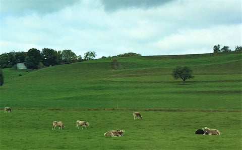 Happy cows grazing on fresh grass in Canton St. Gallen