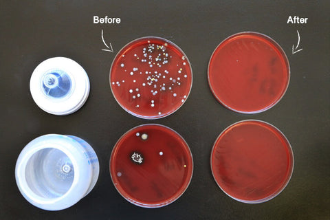 Before and after petri dishes for bottle