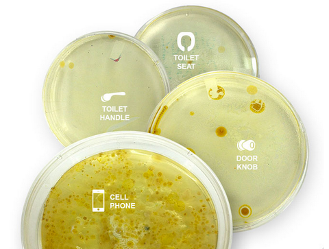 Petri dishes showing germs found on various items