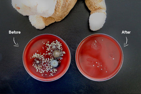 Before and after petri dishes for a stuffed animal