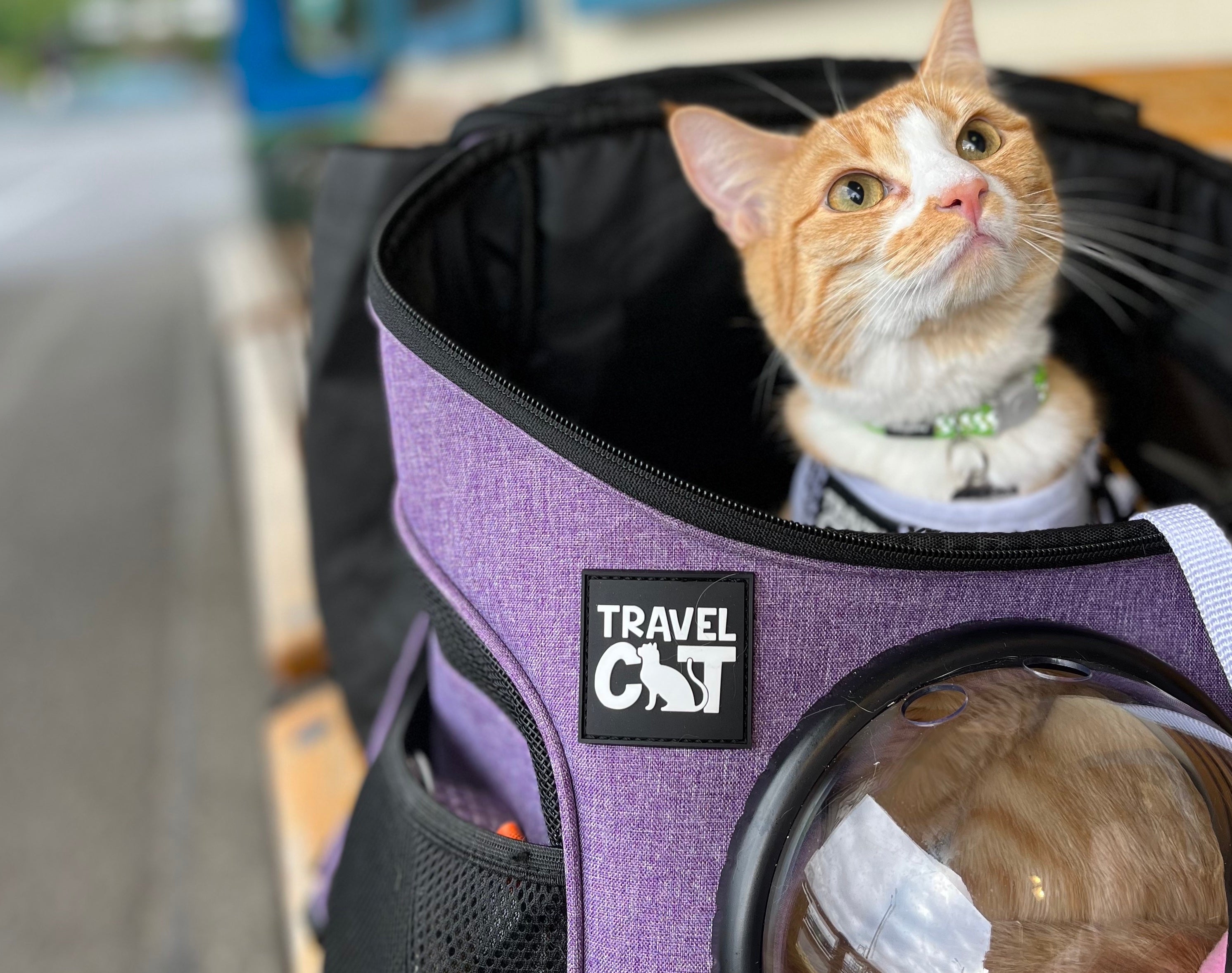 How to Get Your Cat Used to (And to Love) Their Cat Backpack – Your Cat  Backpack by Travel Cat