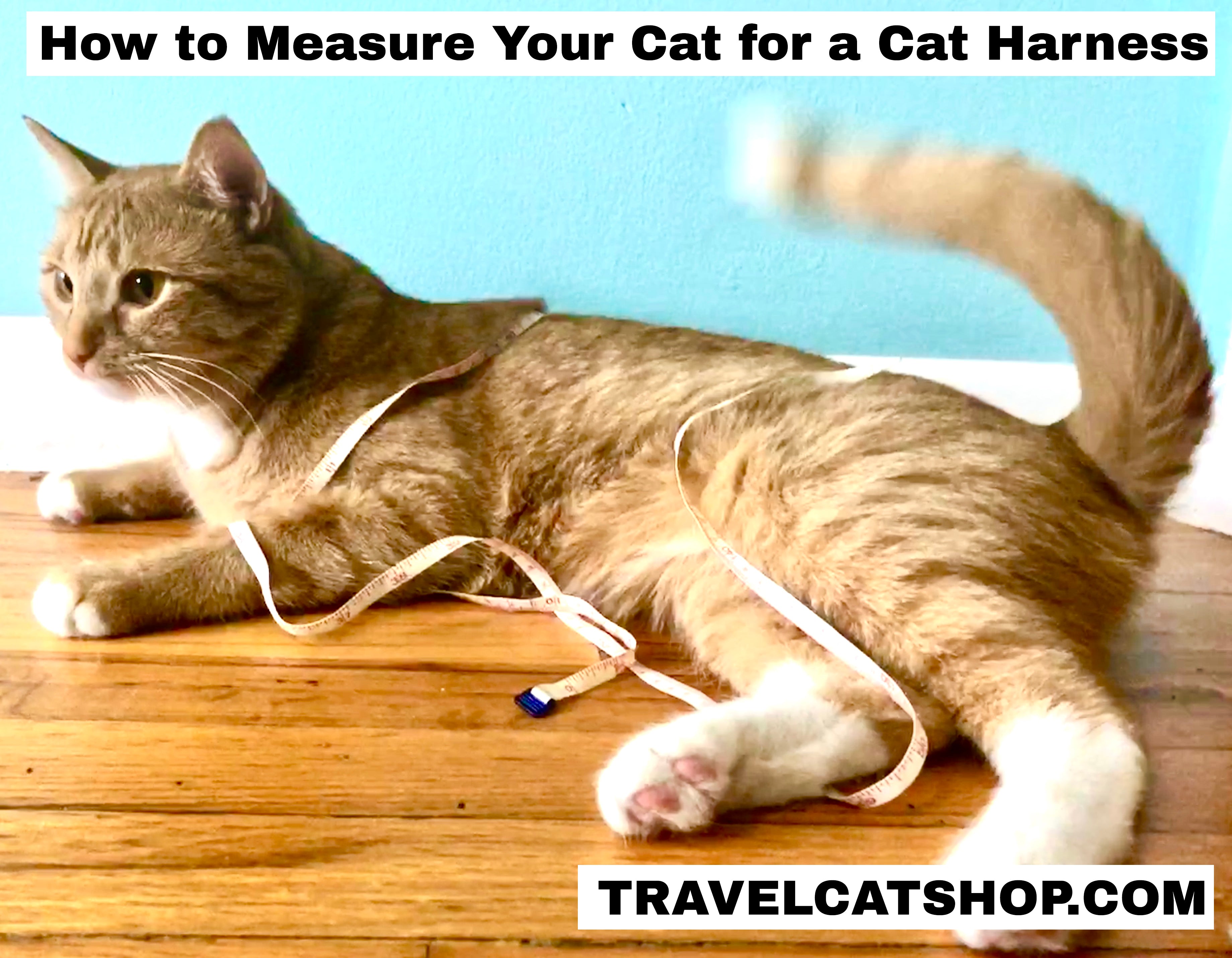measuring cat for harness