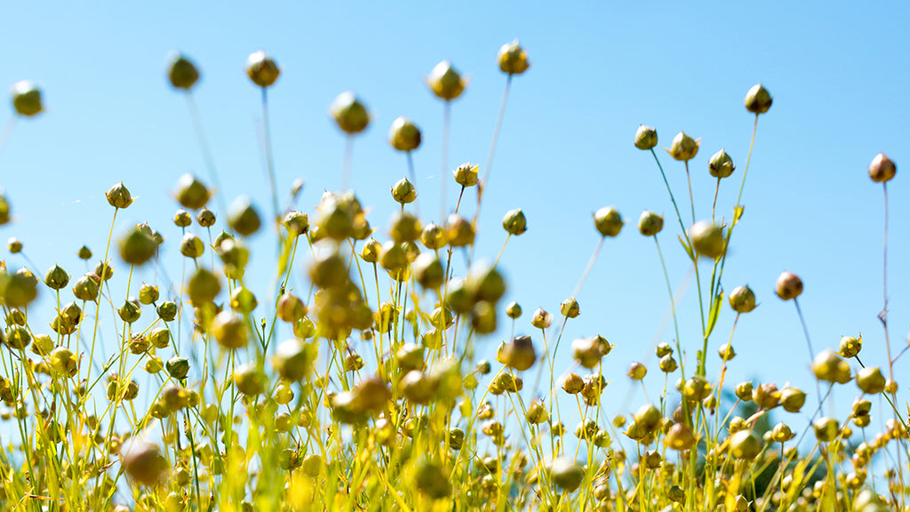 Flax plants growing in the field