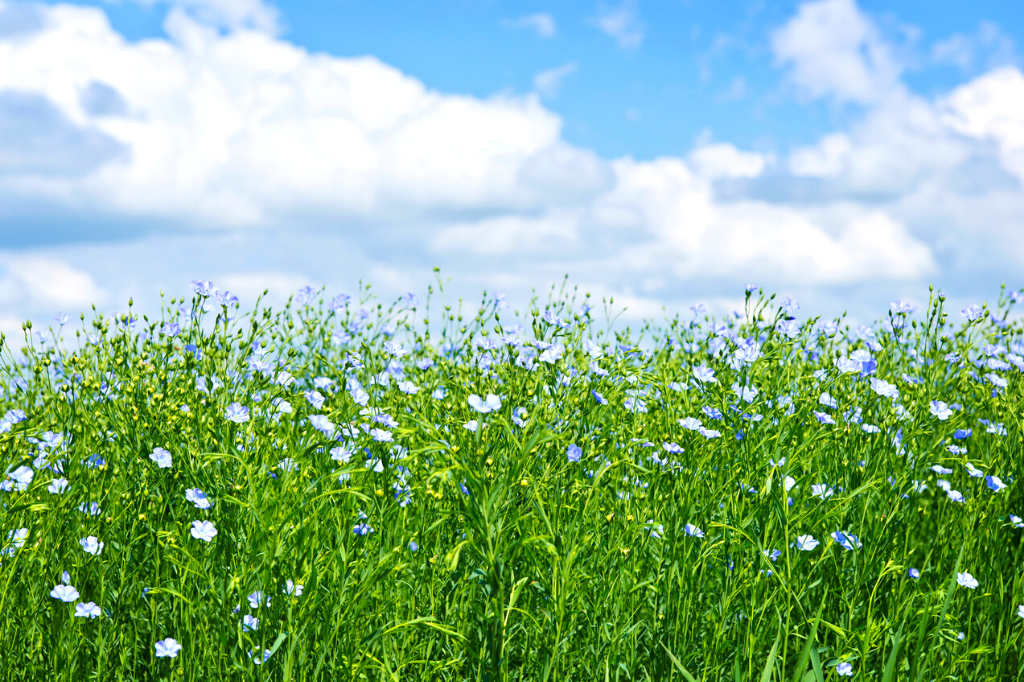 Flax field in bloom
