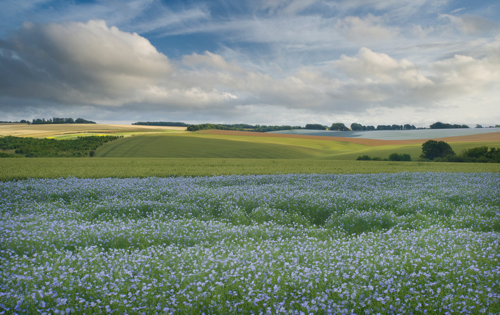 Flax field in bloom
