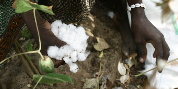Worker picking cotton