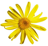 Arnica