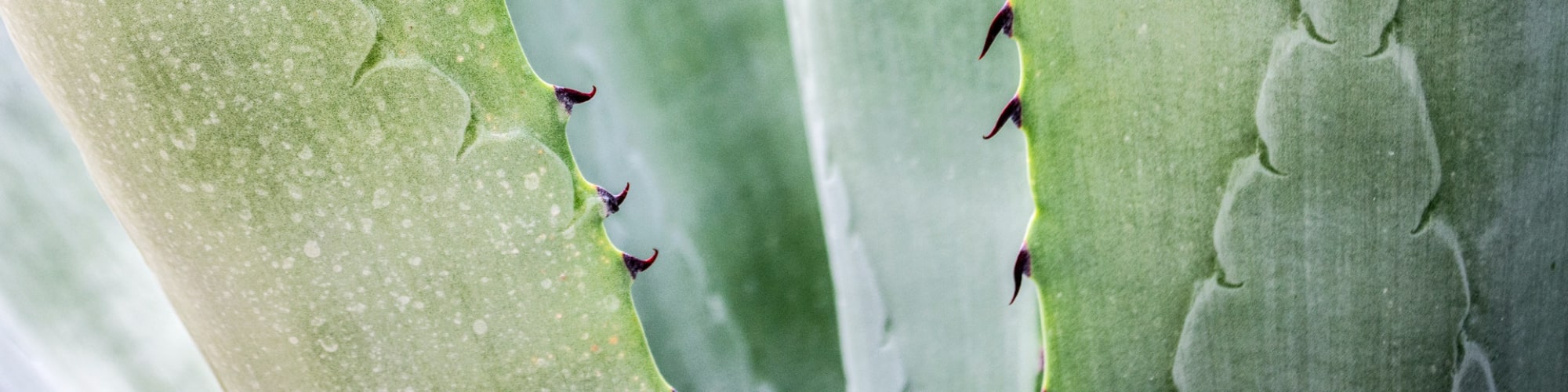 Aloe vera plante