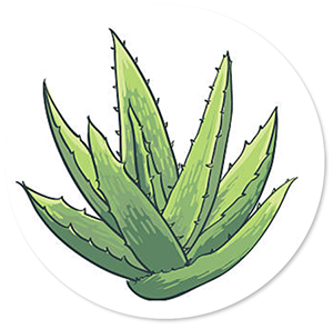 aloe vera planten rund