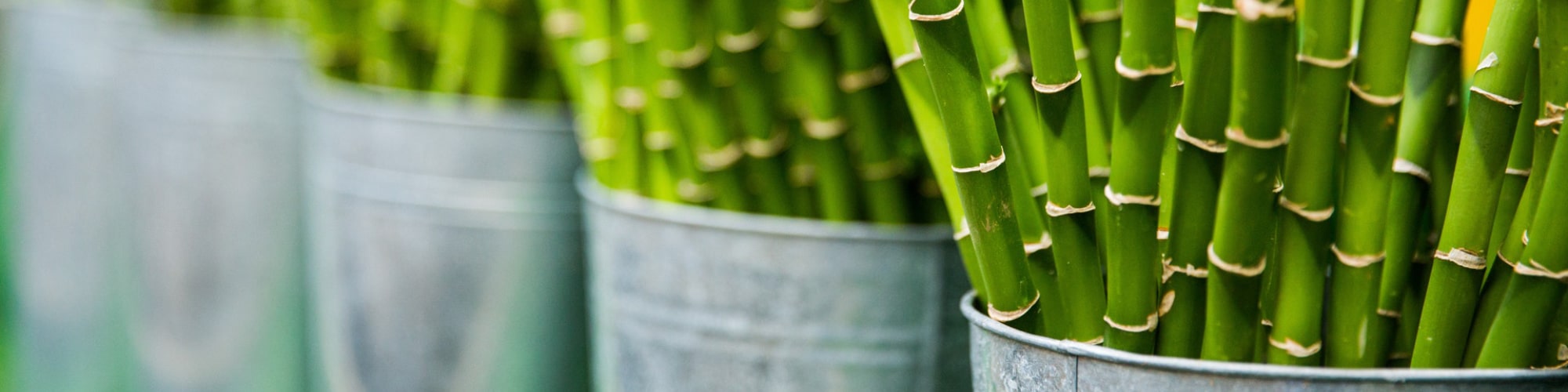 Bambus planter i potter