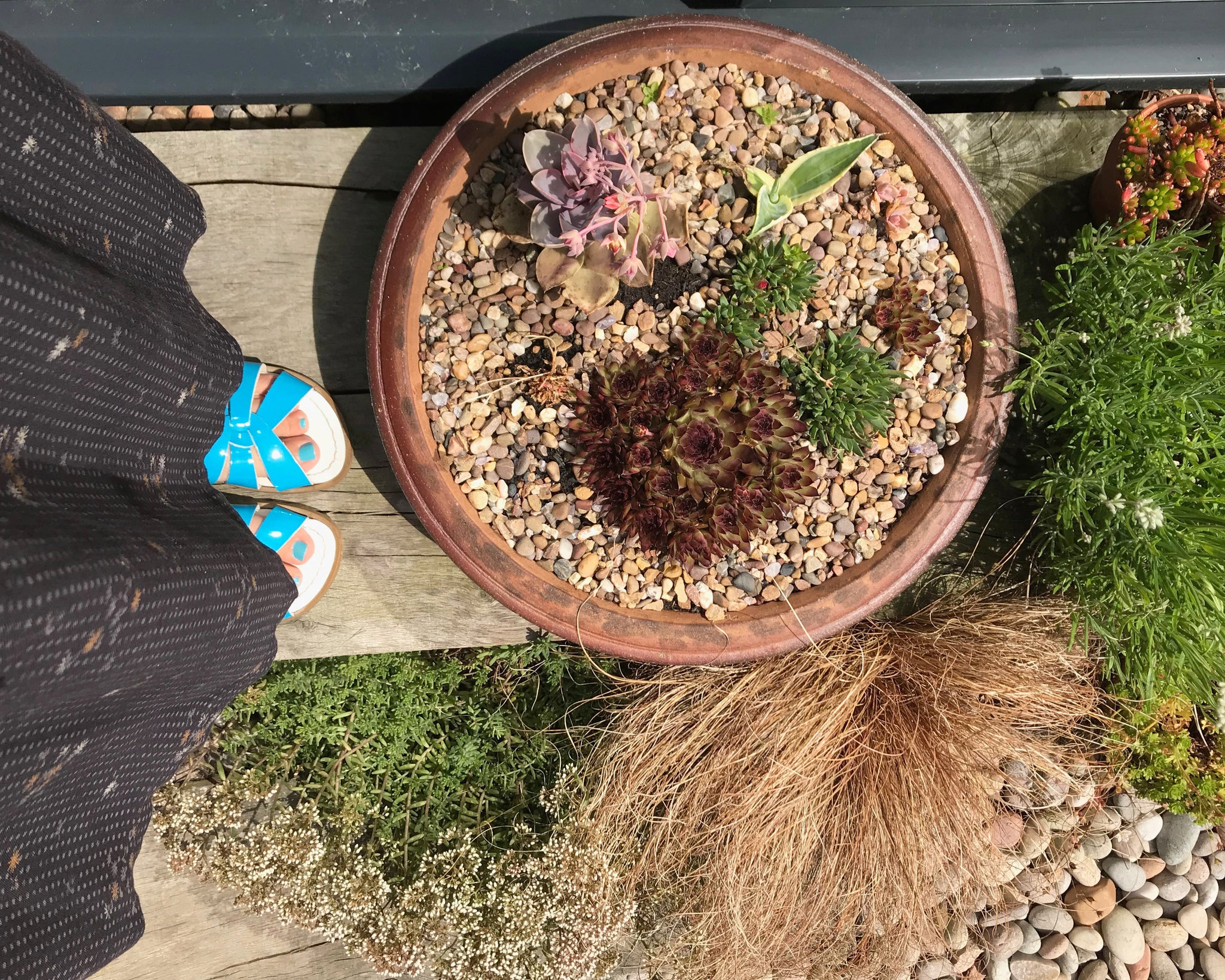 garden-succulent-bowl