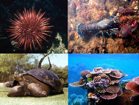 Interestingly some organisms (including perennial plants, sponges, corals, sea urchins, lobsters, and tortoises) do not undergo senescence, which suggests the process might be able to be co-opted in humans.