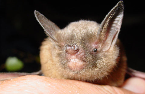 New Zealand has two species of bat that are its only endemic land mammals