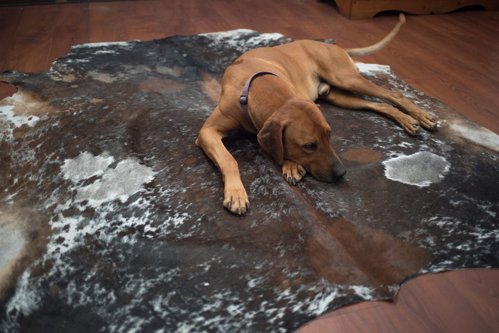 How To Clean Your Cowhide Rug The Nguni Guy