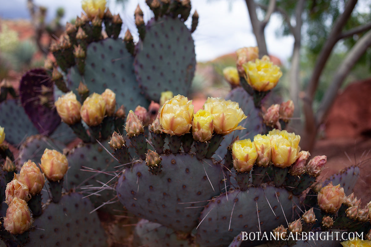 Botanical Bright - Opuntia Cactus Cacti Blooming